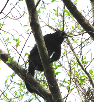 HOwler monkey